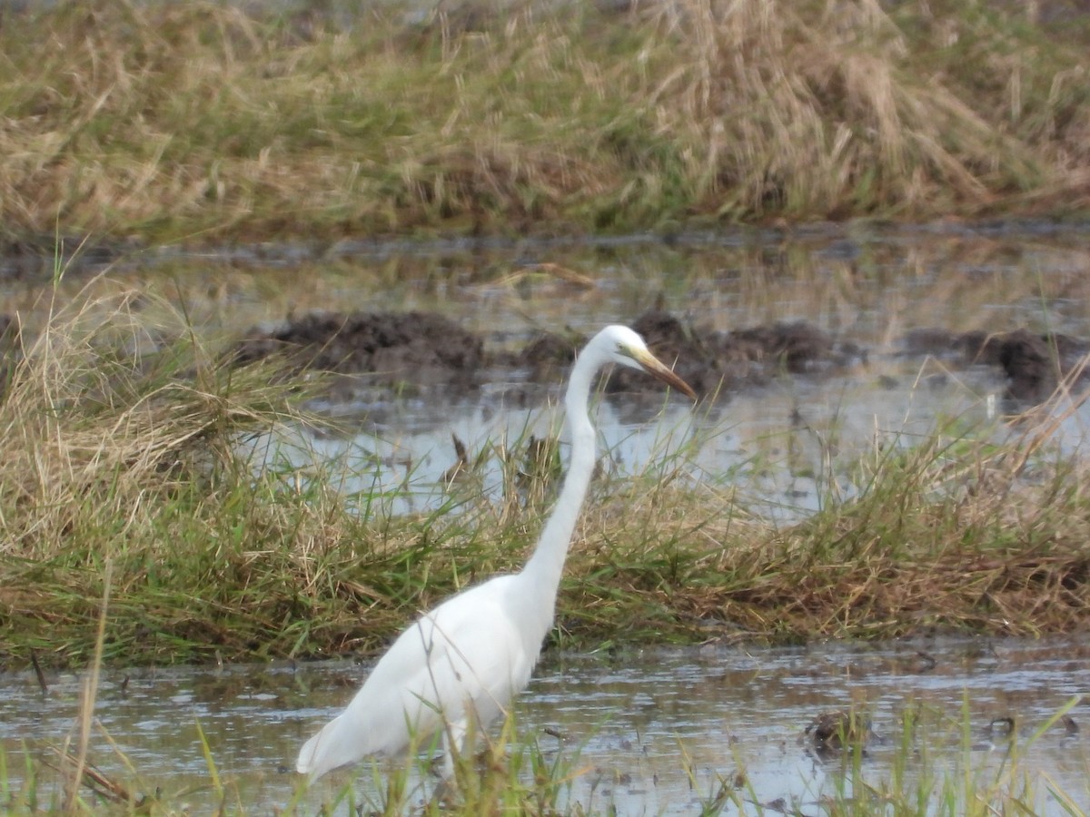 Чапля велика - ML645643347