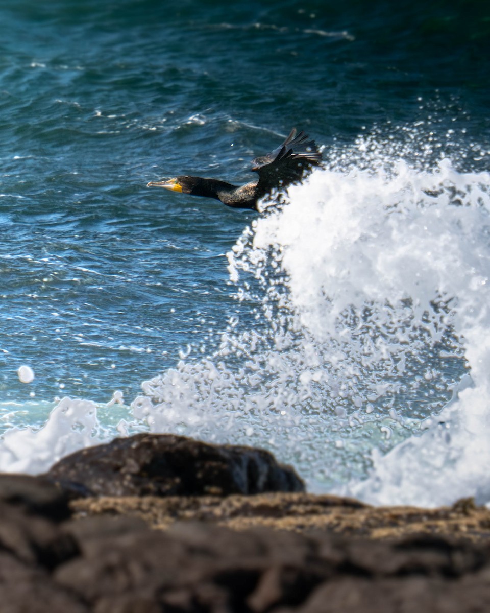 Баклан великий - ML645643348