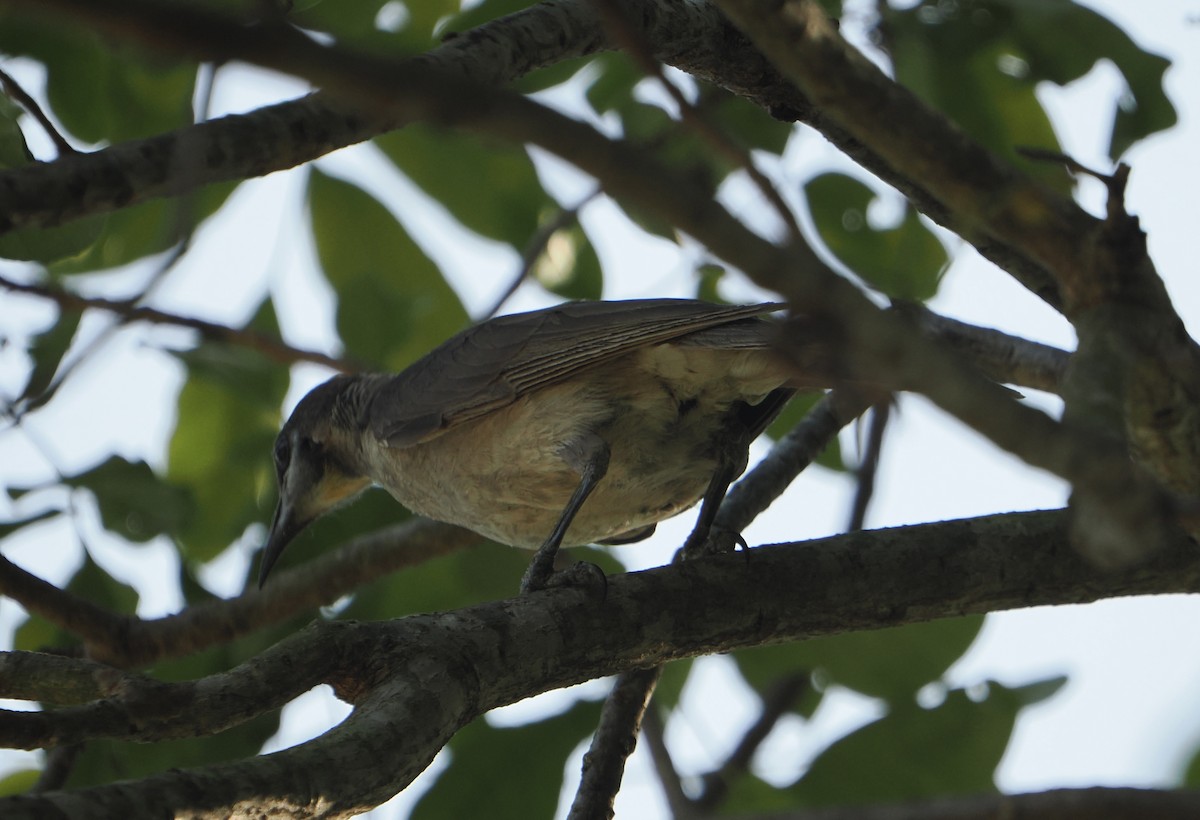 Медівник австралійський - ML645643349
