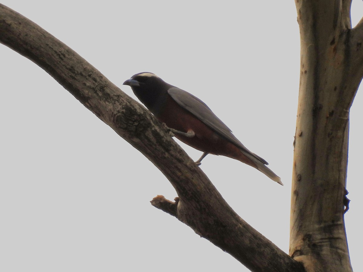 Ланграйн білобровий - ML645643351