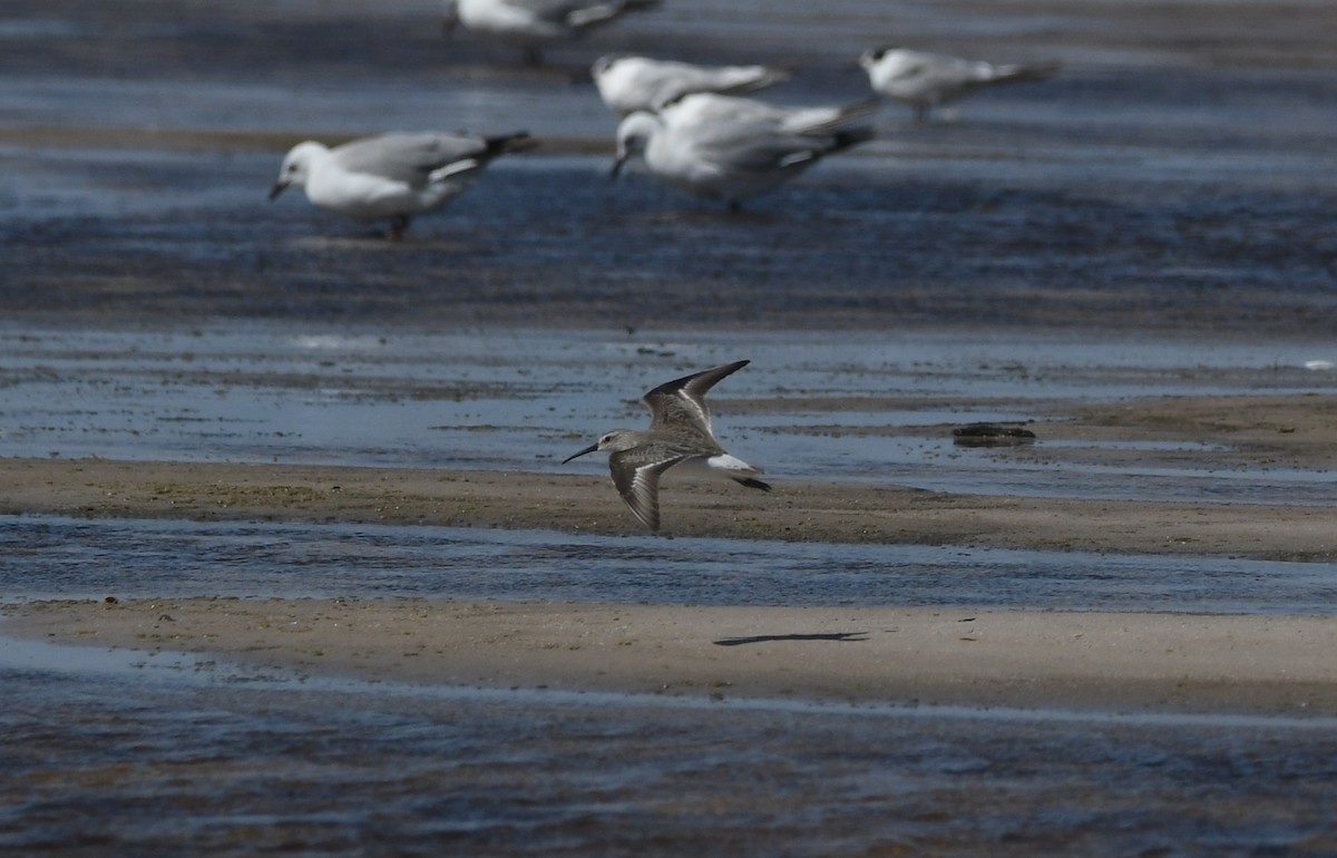 Побережник червоногрудий - ML645643352