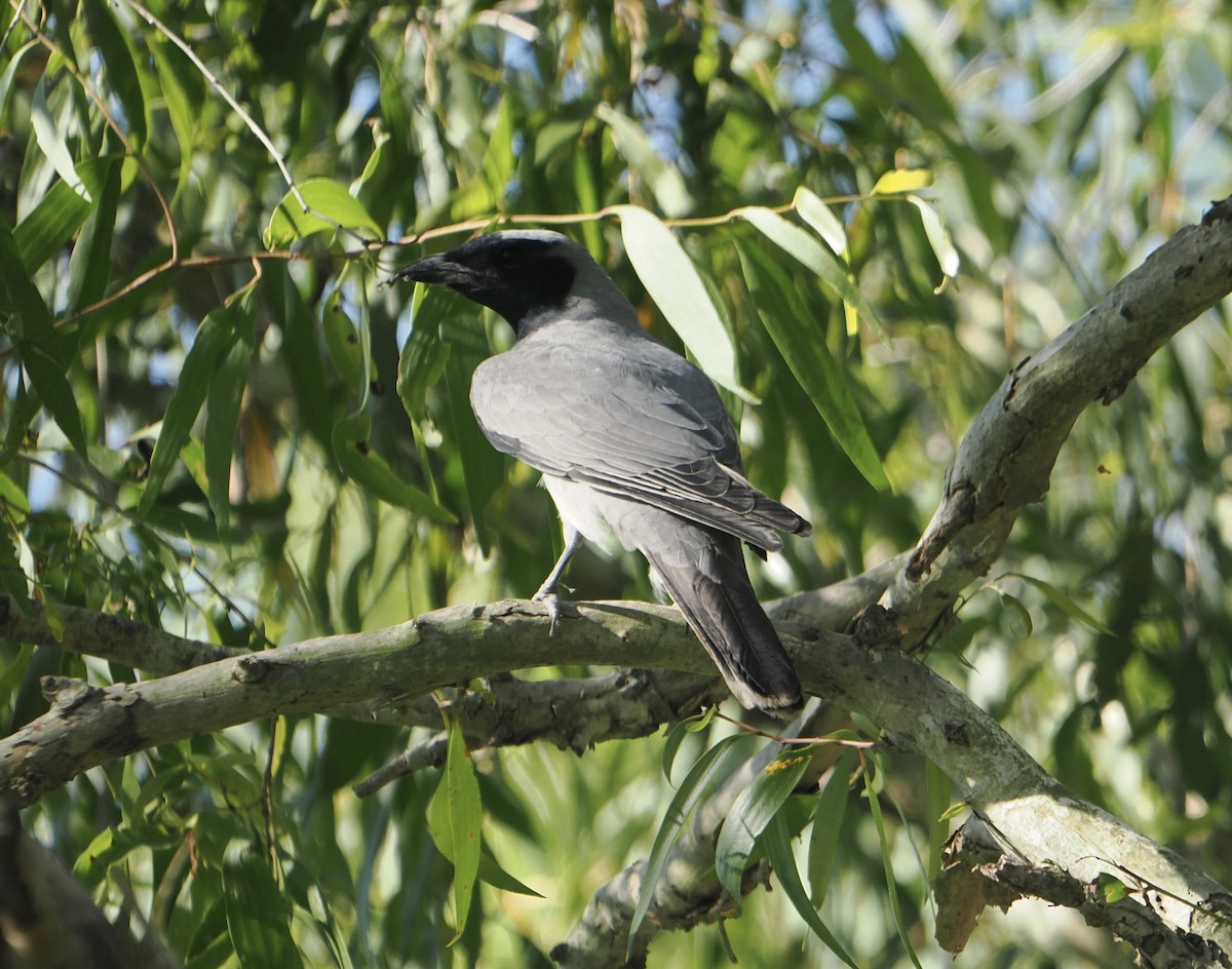 Шикачик масковий - ML645643353