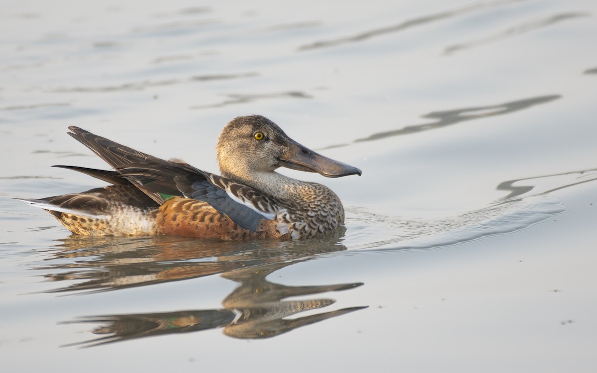 Northern Shoveler - ML645643361