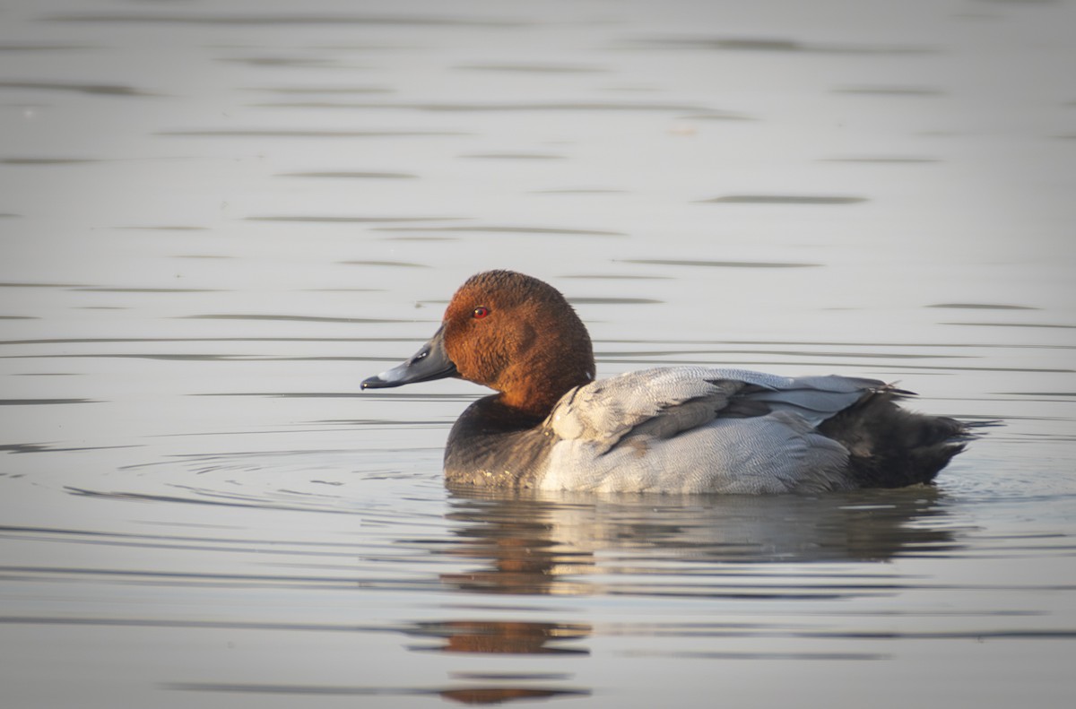 Common Pochard - ML645643371