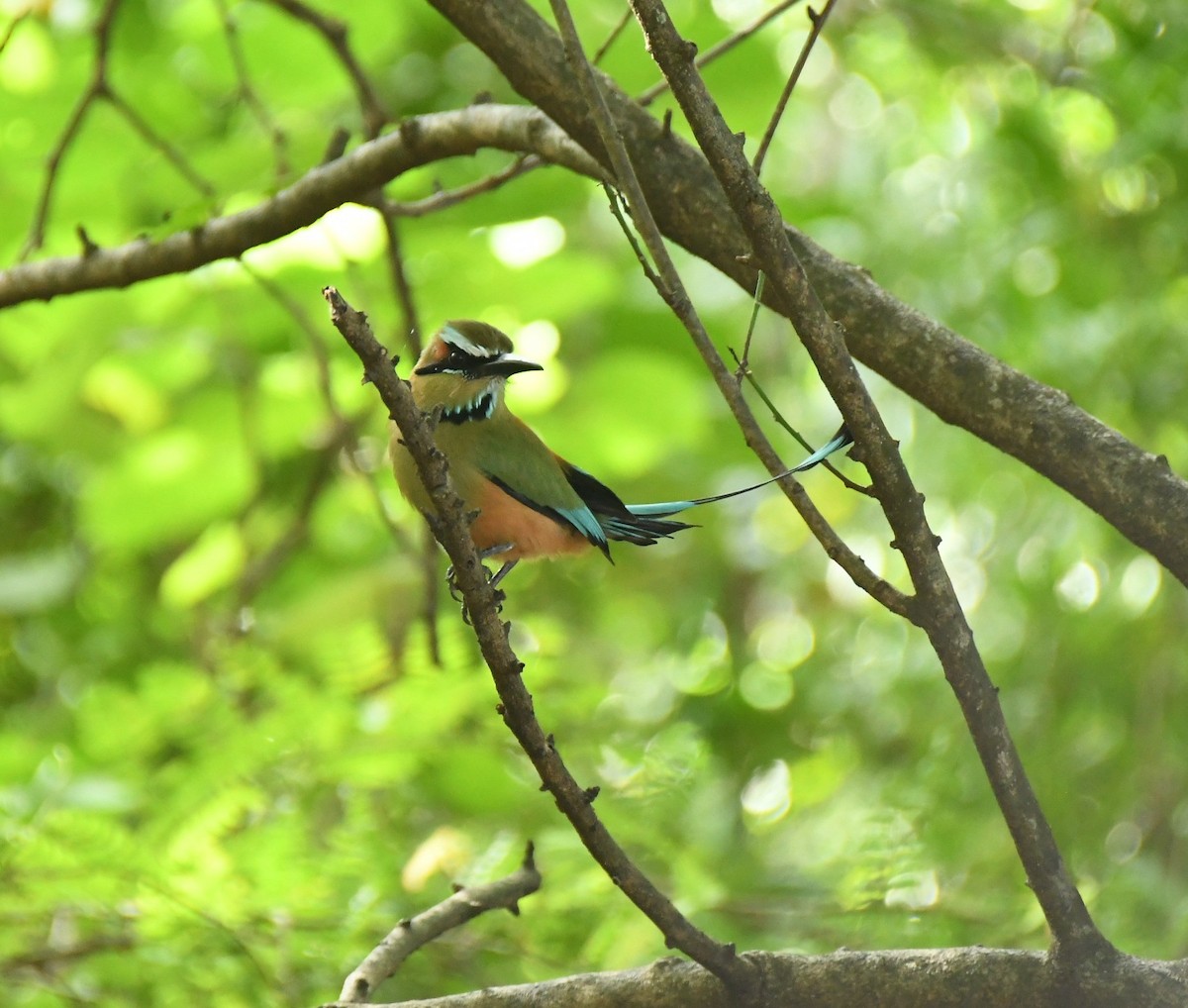 Момот рудочеревий - ML645643373