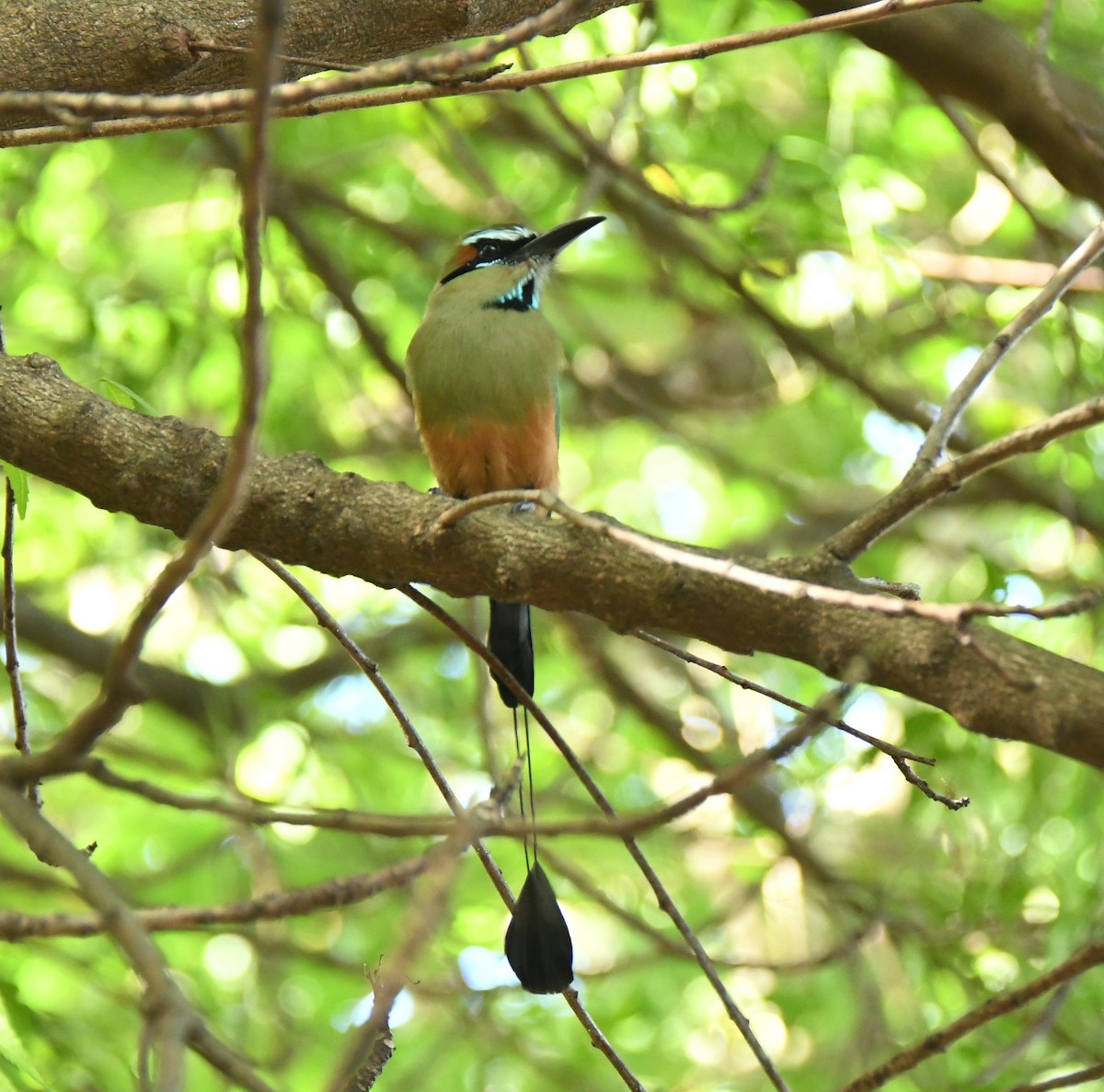 Момот рудочеревий - ML645643374