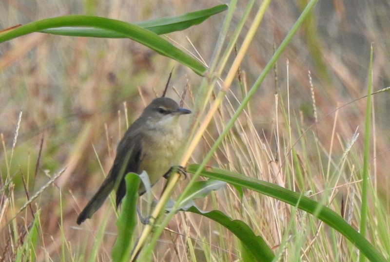 Lezkari zalapartaria - ML645643388