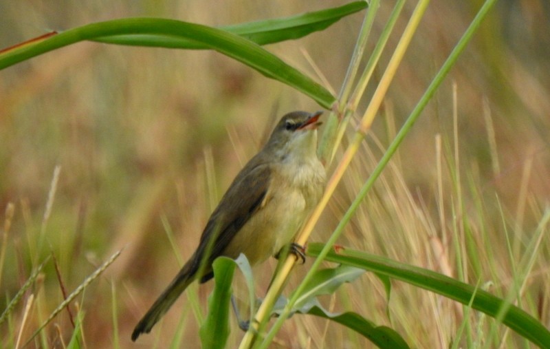 Lezkari zalapartaria - ML645643390