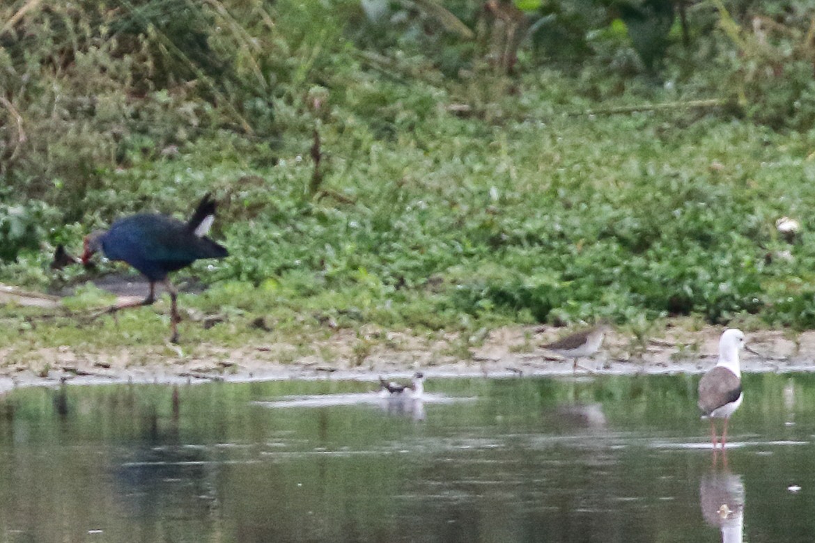 Red-necked Phalarope - ML645643391