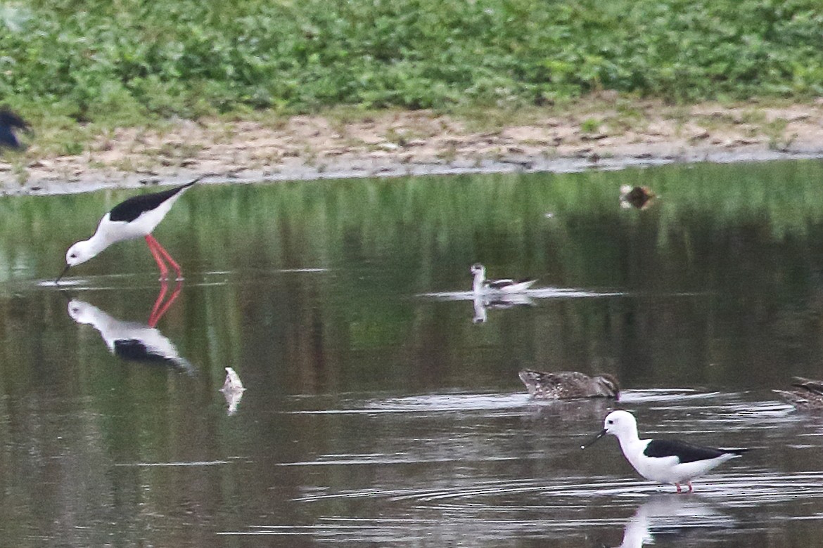 Red-necked Phalarope - ML645643392