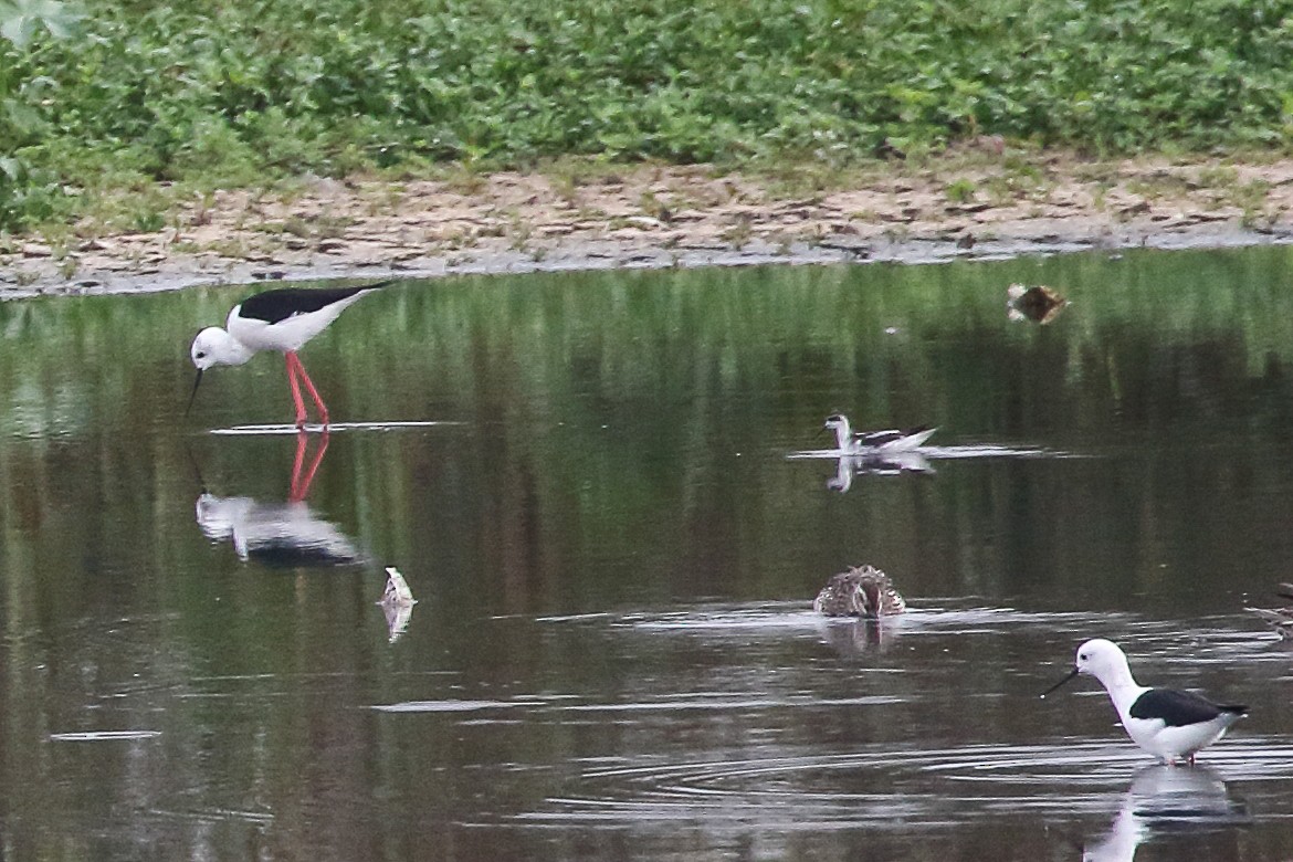 Red-necked Phalarope - ML645643393