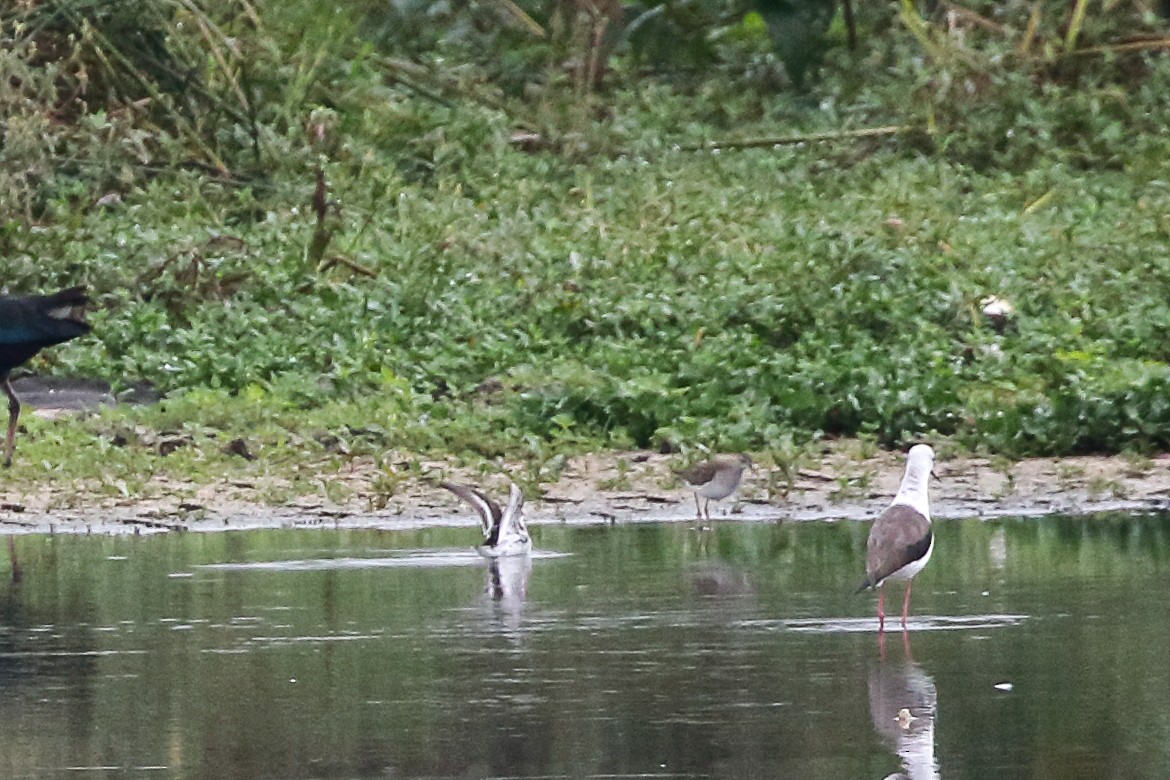 Red-necked Phalarope - ML645643394
