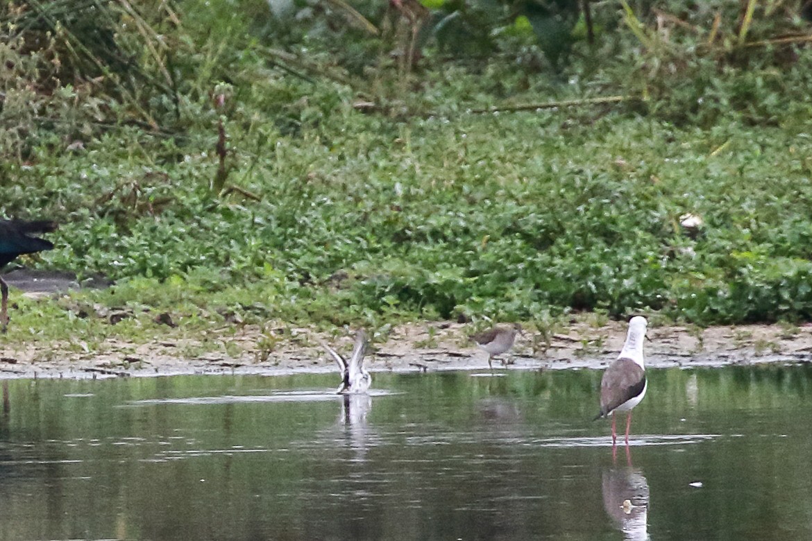 Red-necked Phalarope - ML645643395