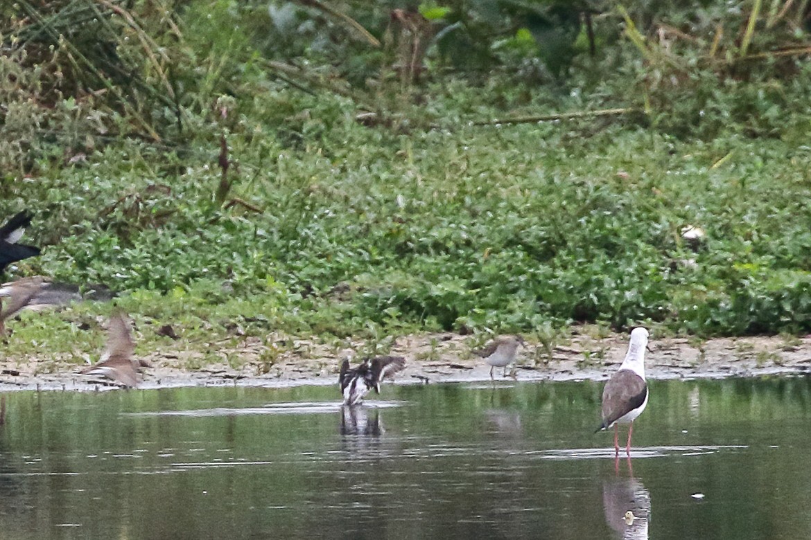 Red-necked Phalarope - ML645643396