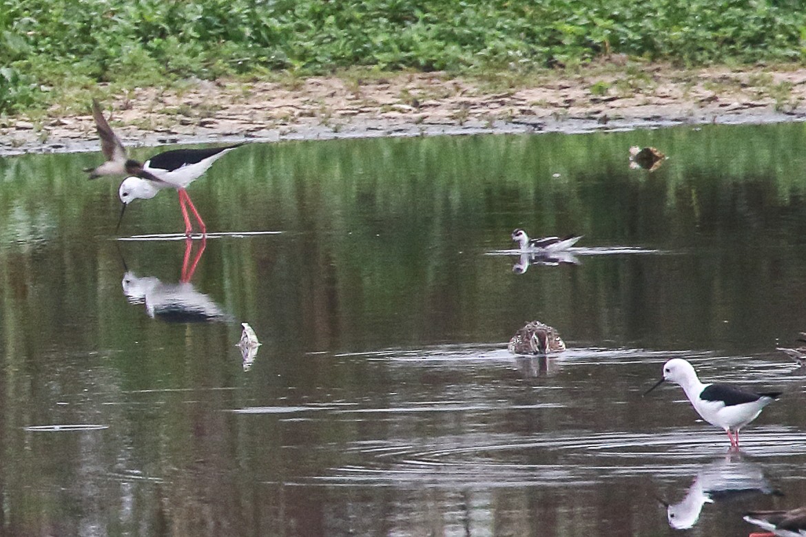 Red-necked Phalarope - ML645643397