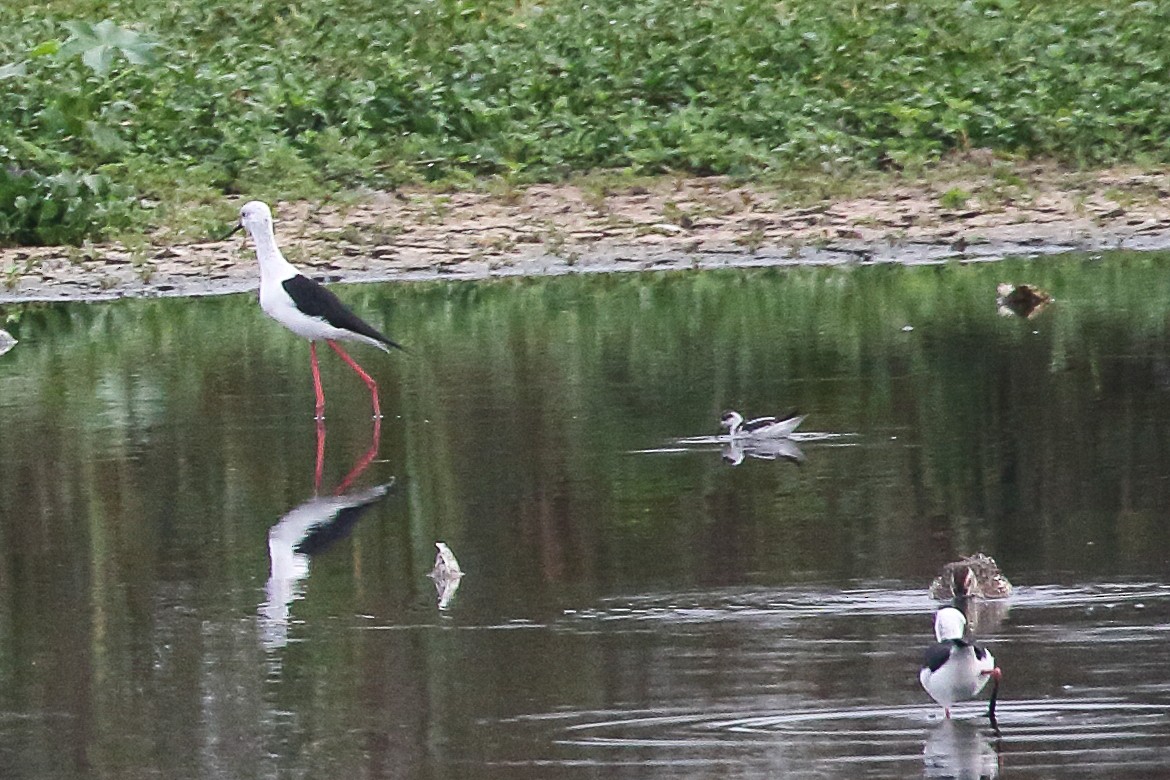 Red-necked Phalarope - ML645643398