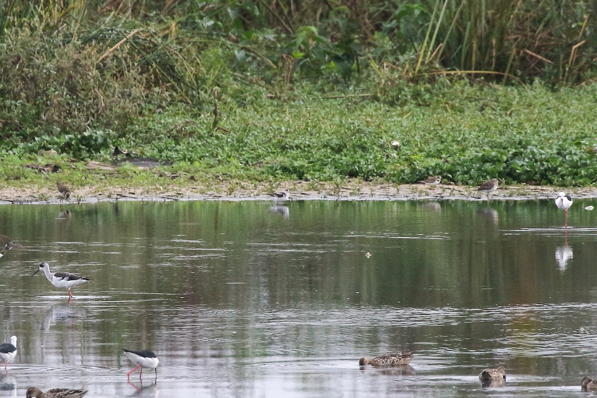 Red-necked Phalarope - ML645643399