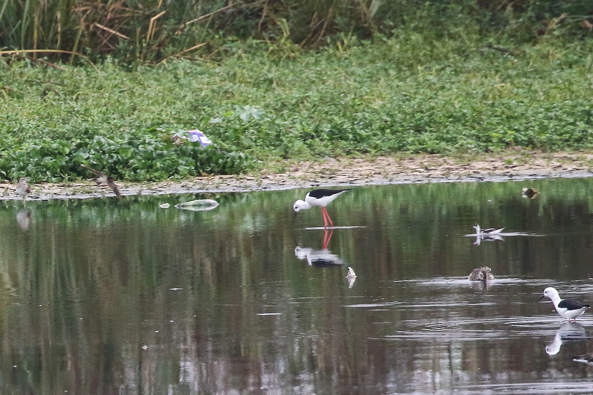 Red-necked Phalarope - ML645643400