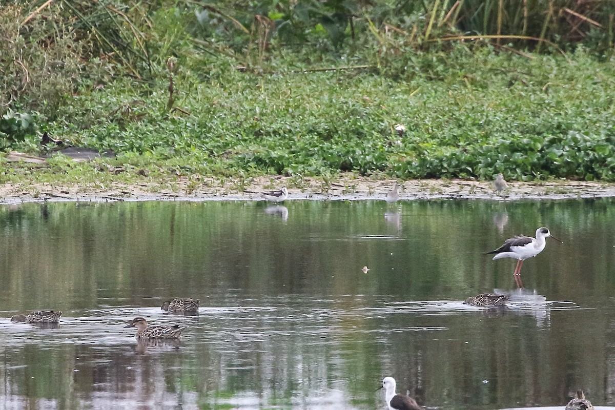Red-necked Phalarope - ML645643401