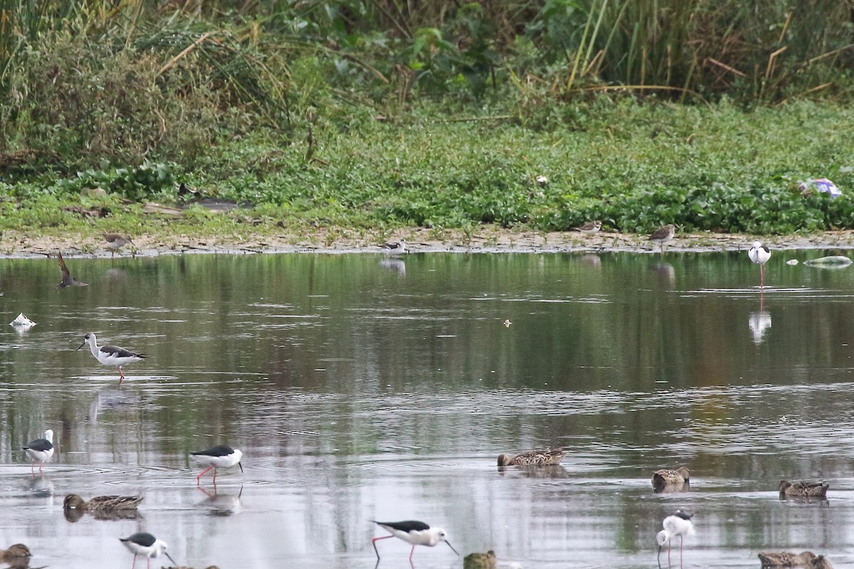 Red-necked Phalarope - ML645643402