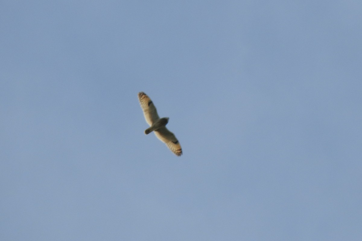 Short-eared Owl - ML645643403