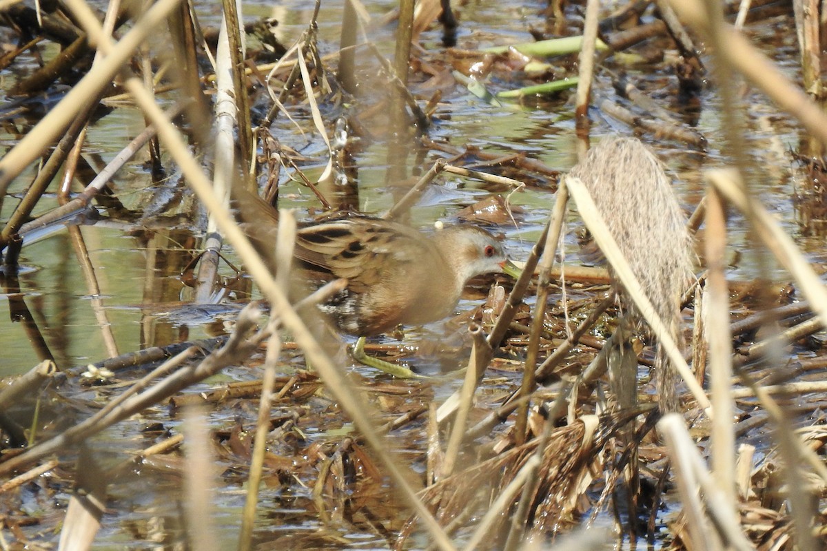 Marouette poussin - ML645643406