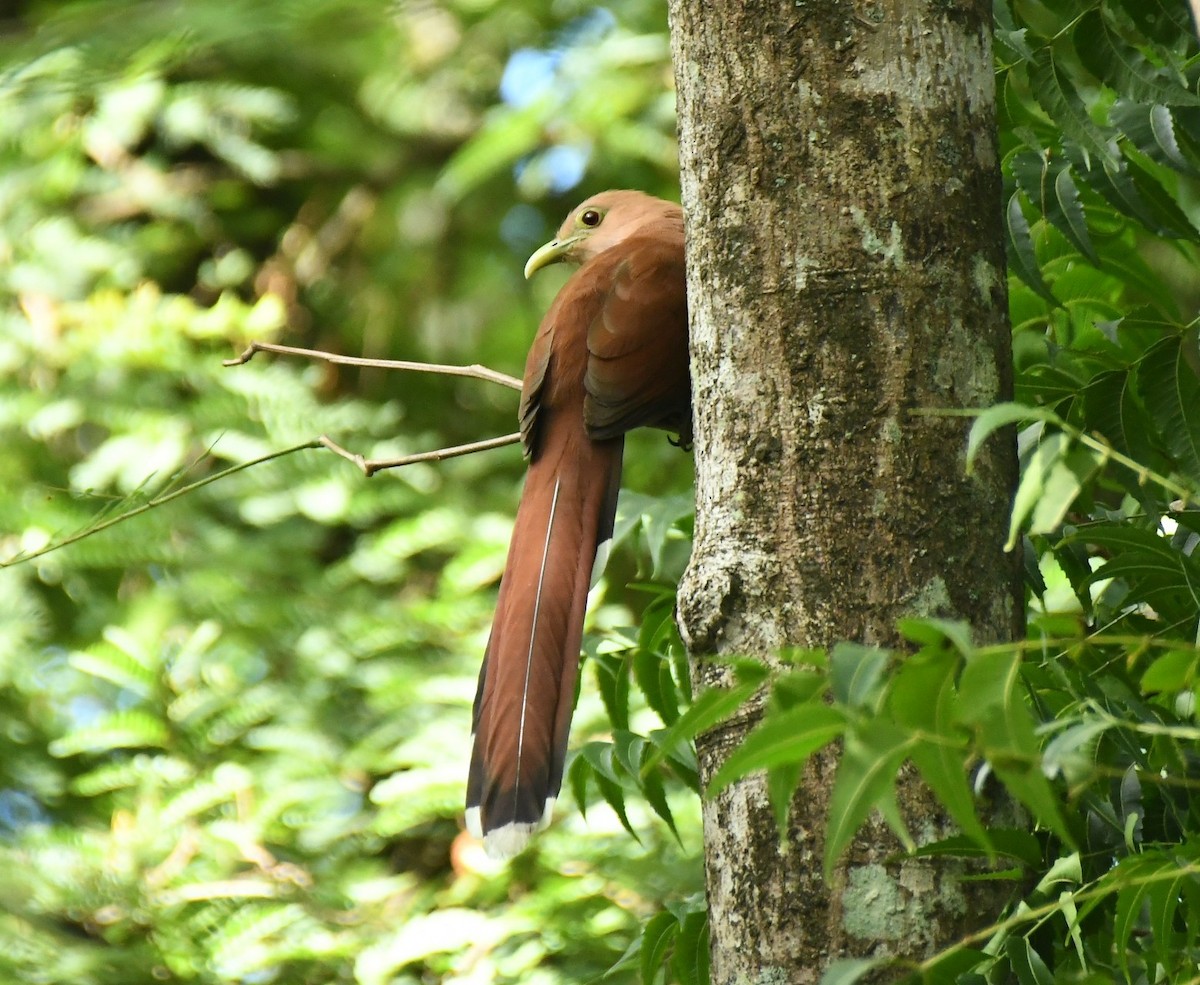 Piaye écureuil - ML645643407