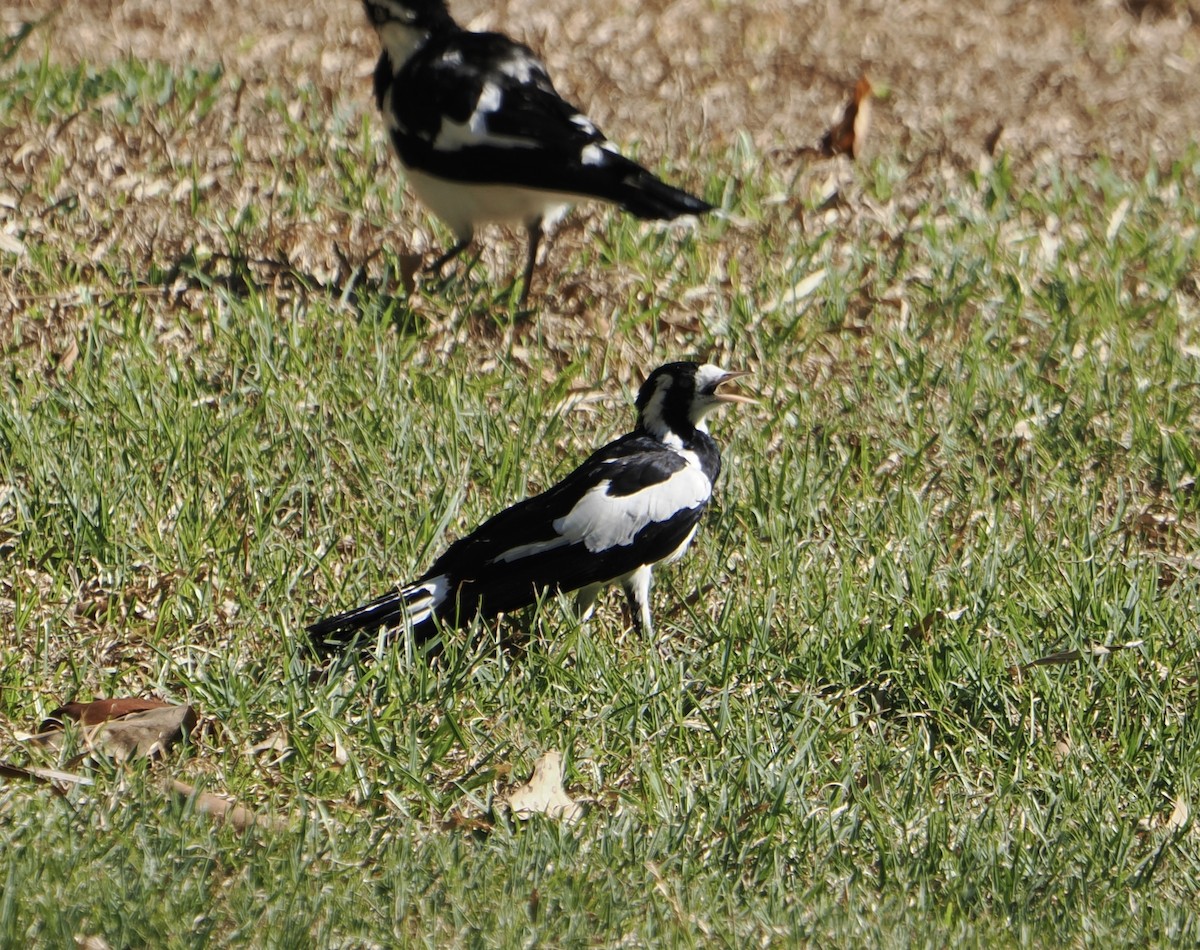 Gralline pie - ML645643408