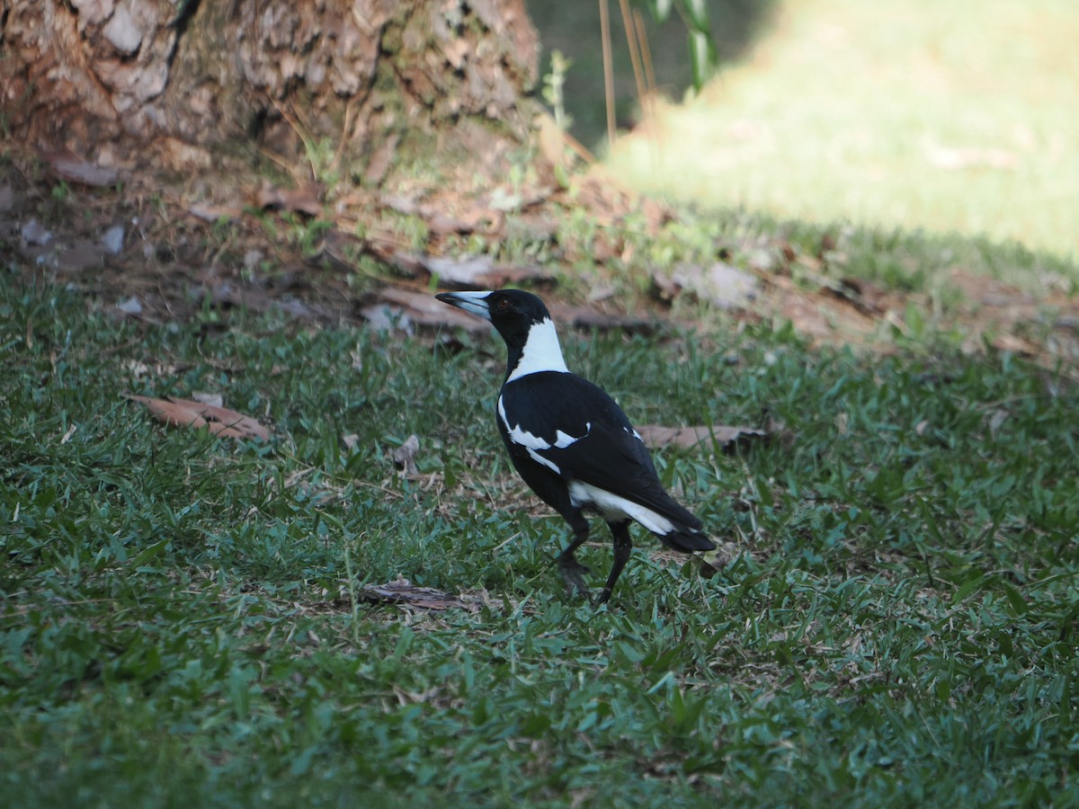 Cassican flûteur - ML645643411