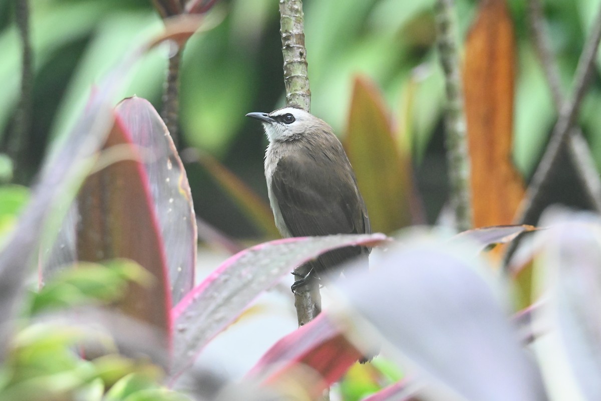 Bulbul goiavier - ML645643412