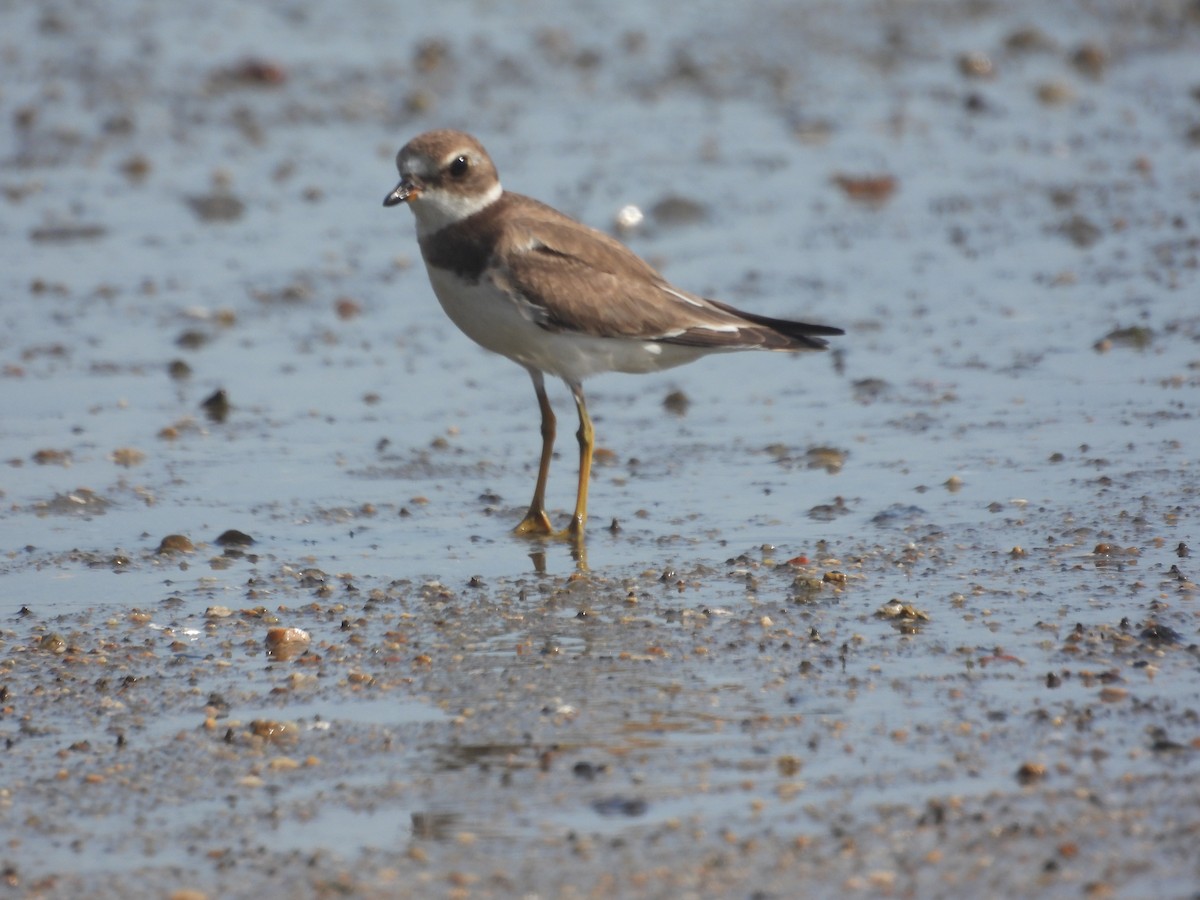 Pluvier semipalmé - ML645643415