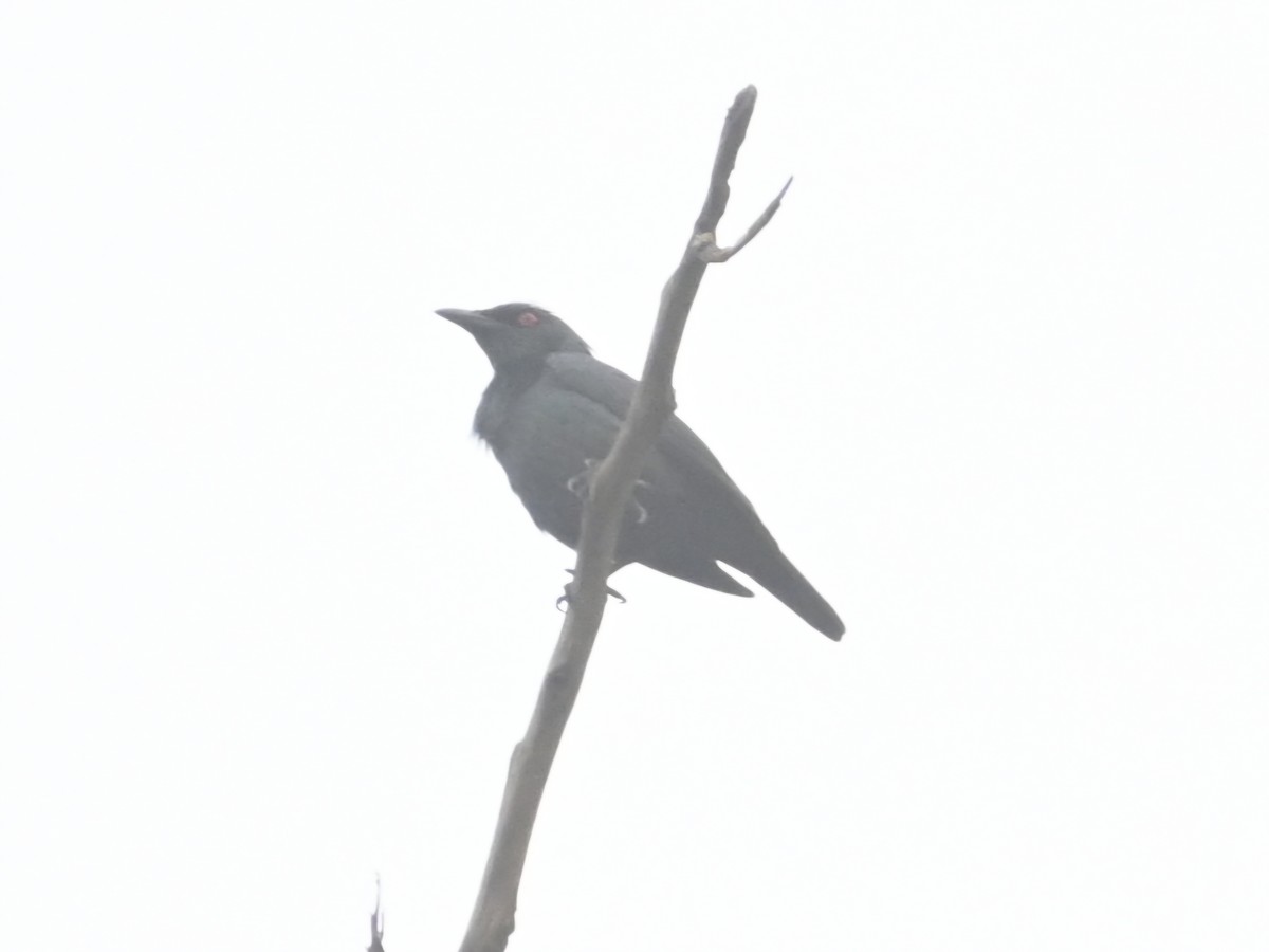 Stourne bronzé - ML645643417