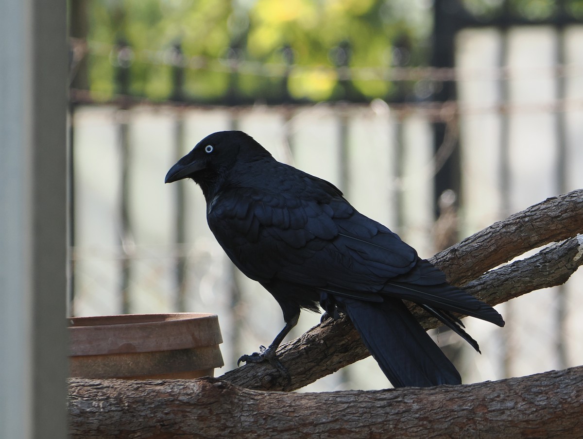 Corbeau de Torres - ML645643418