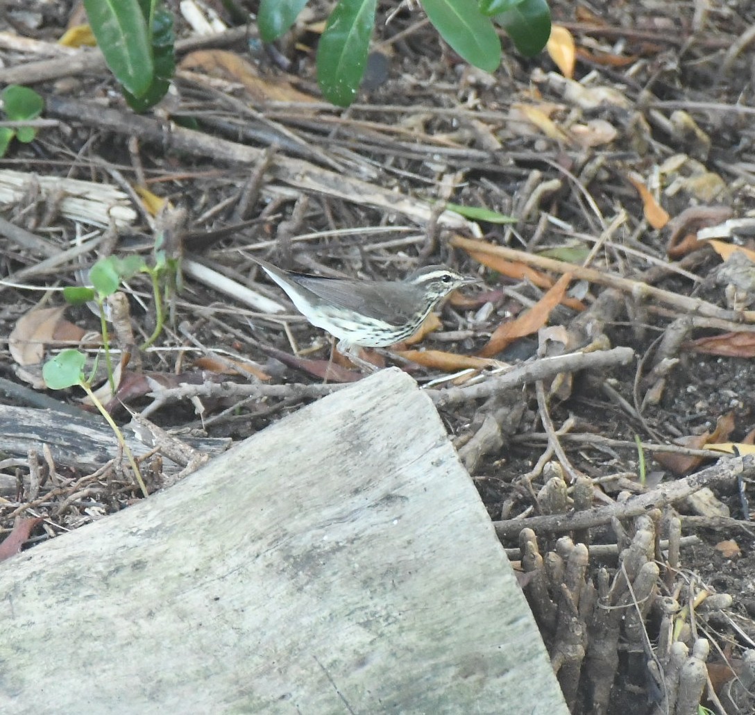 Paruline des ruisseaux - ML645643419