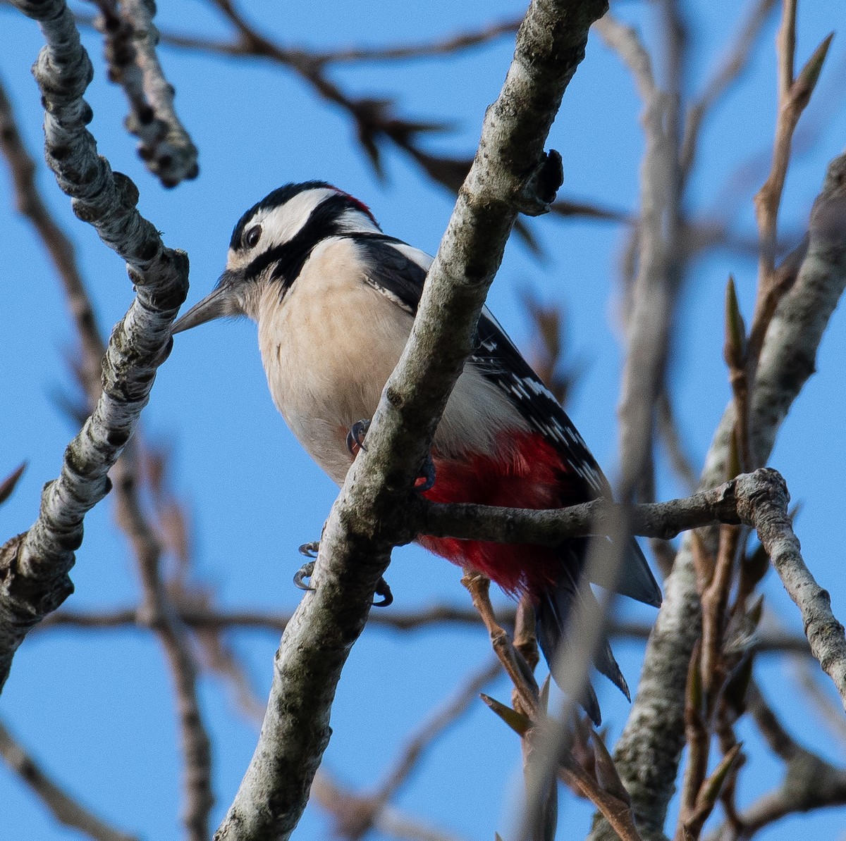 Pic épeiche - ML645643421