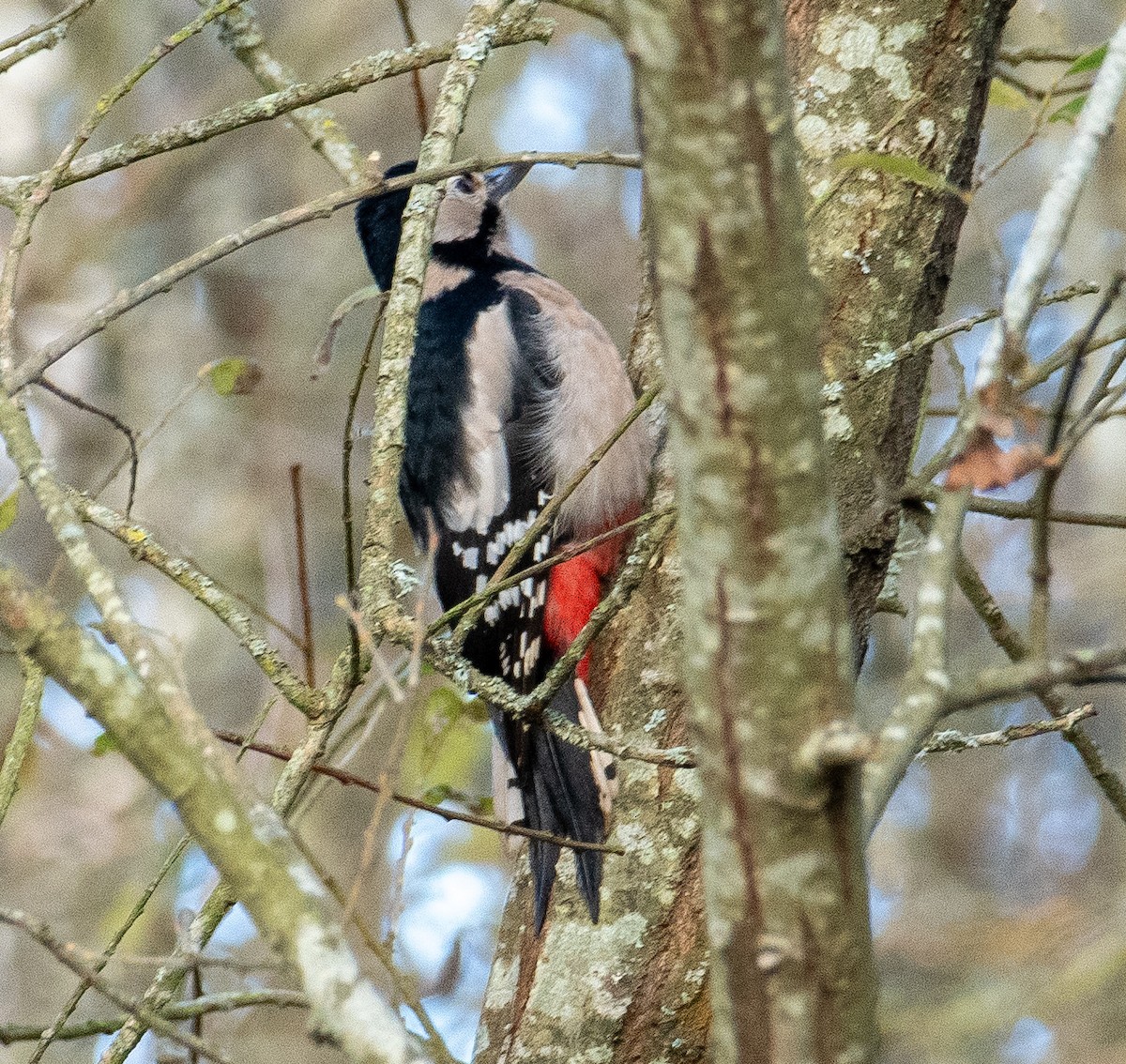 Pic épeiche - ML645643422