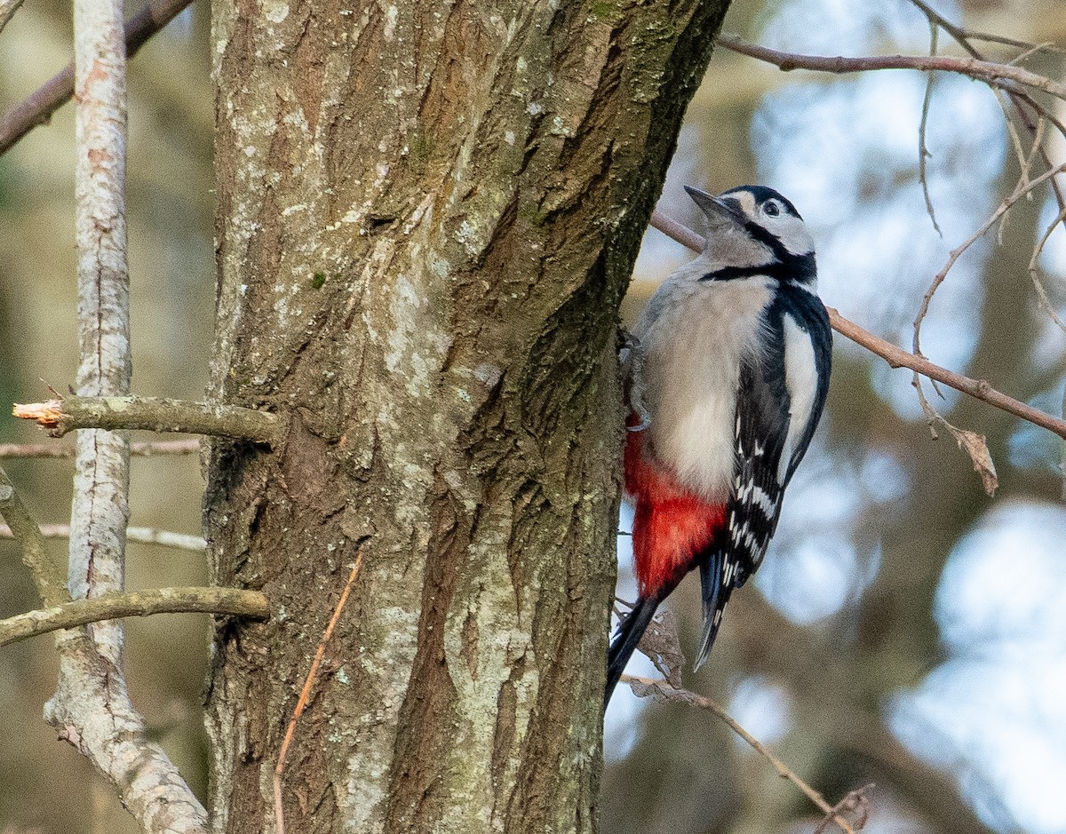 Pic épeiche - ML645643423