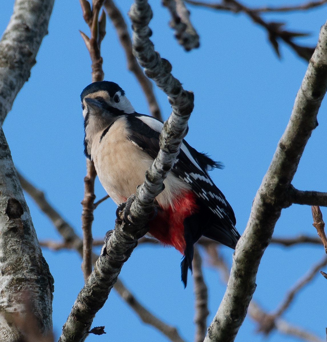 Pic épeiche - ML645643424