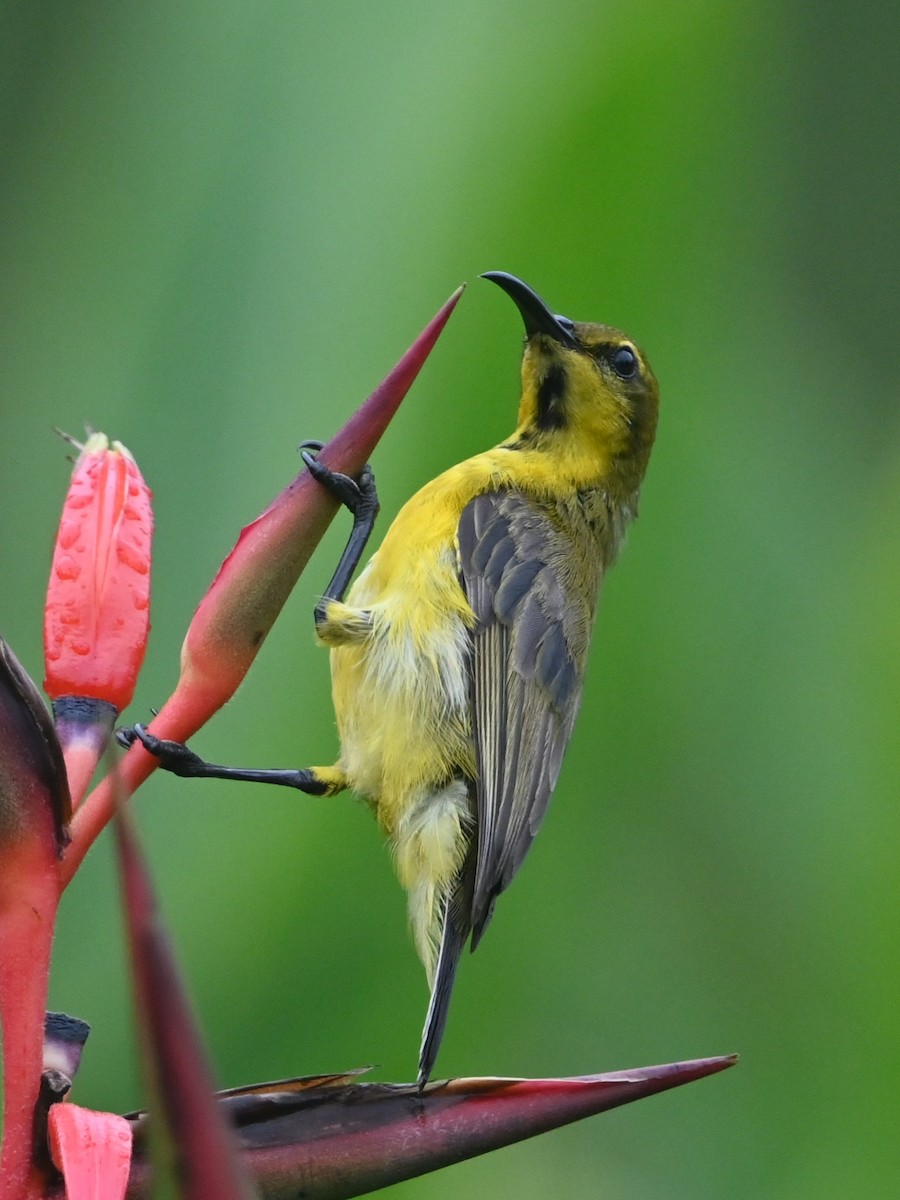 Souimanga orné - ML645643425