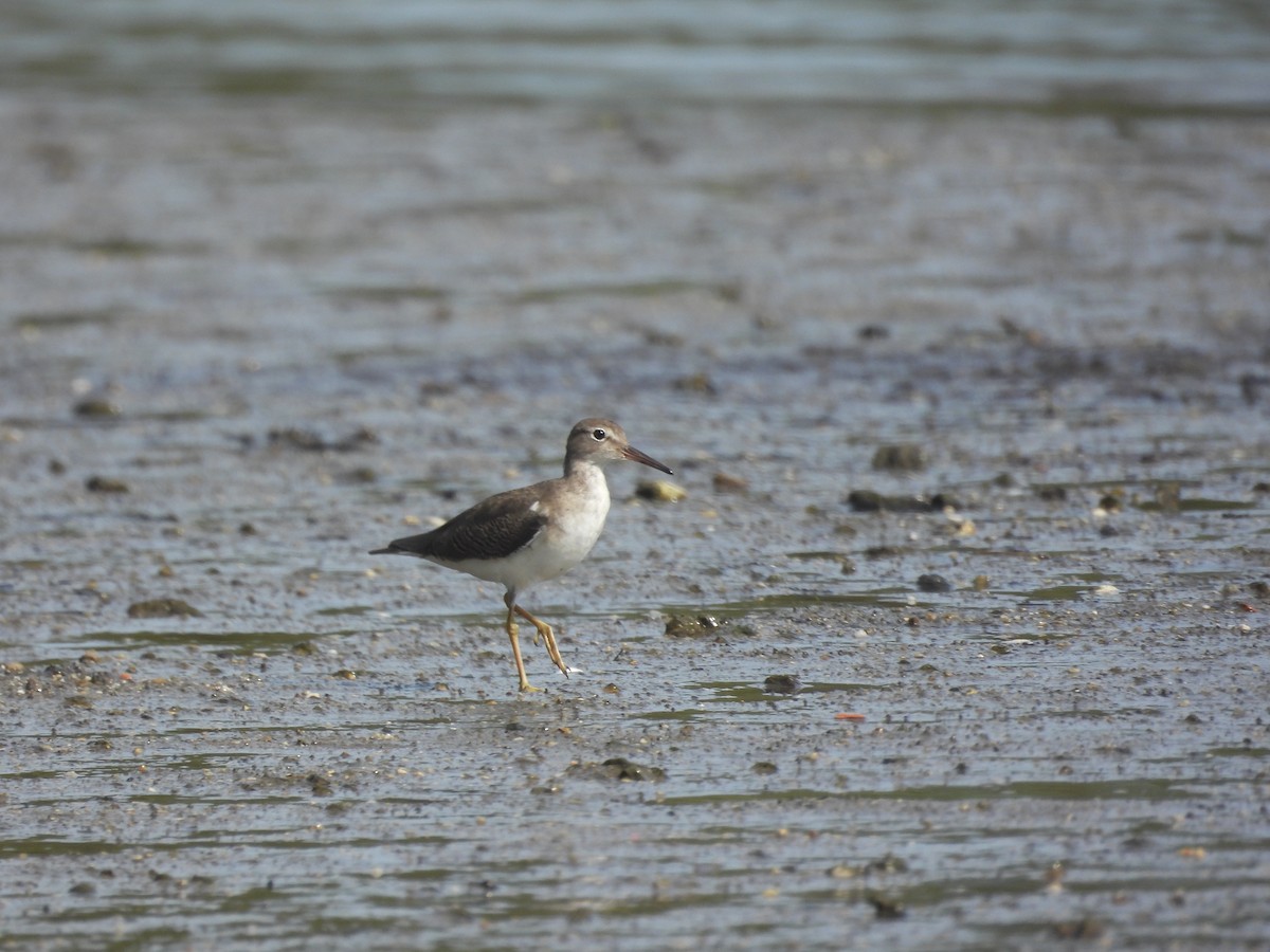 Chevalier grivelé - ML645643427