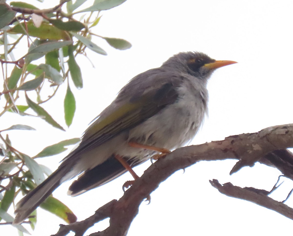 Méliphage à cou jaune - ML645643428