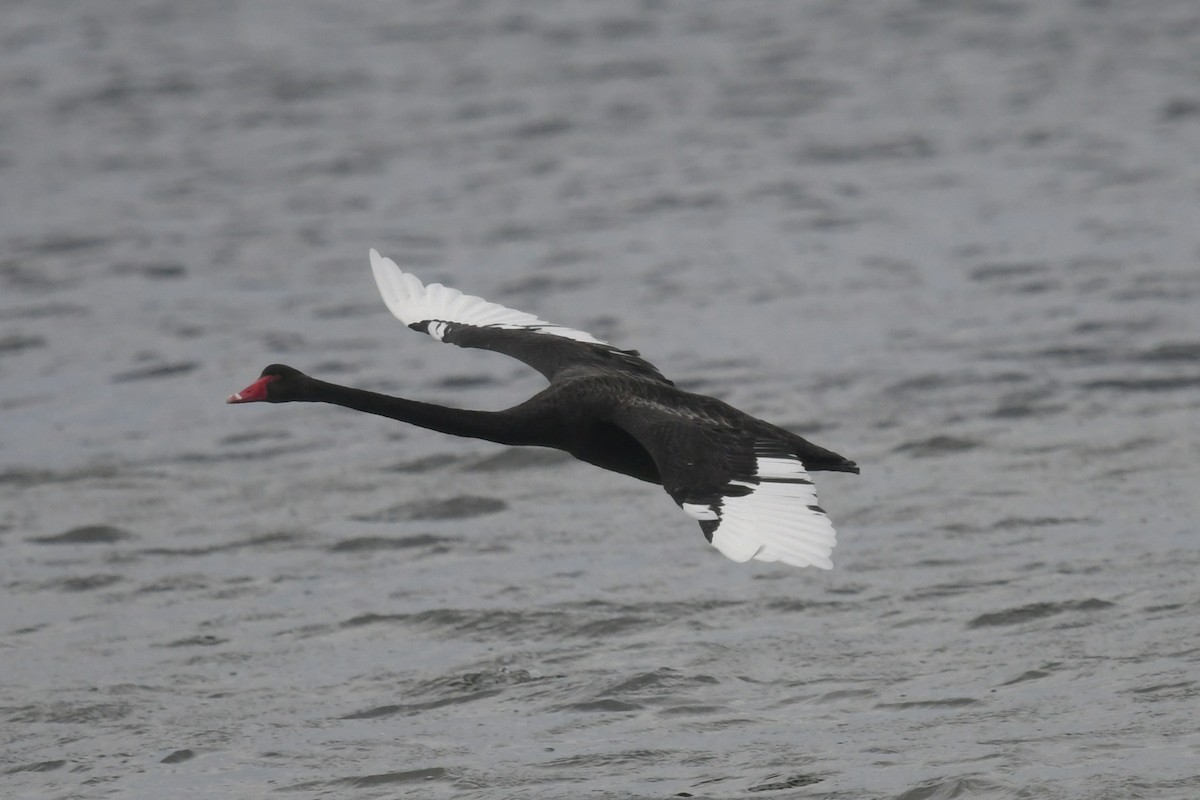 Cygne noir - ML645643434