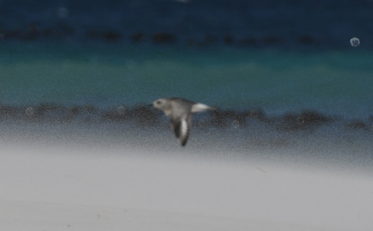 Pluvier argenté - ML645643436