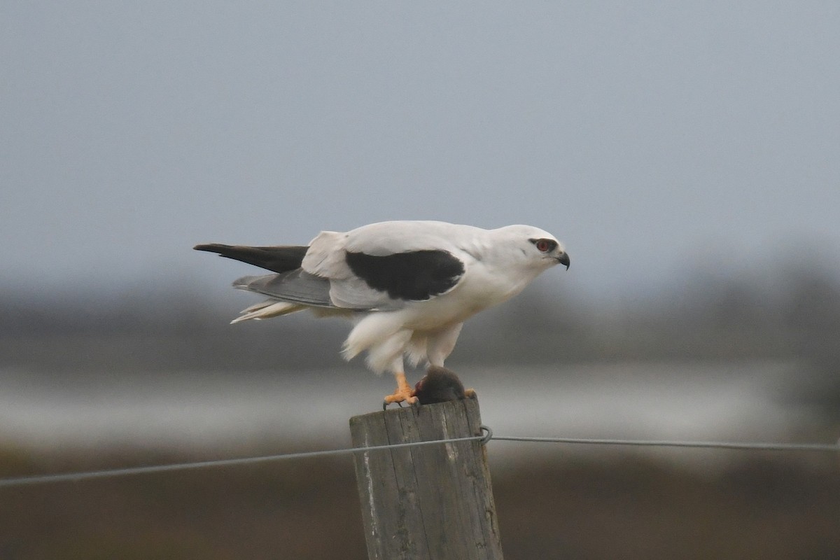 Élanion d'Australie - ML645643437