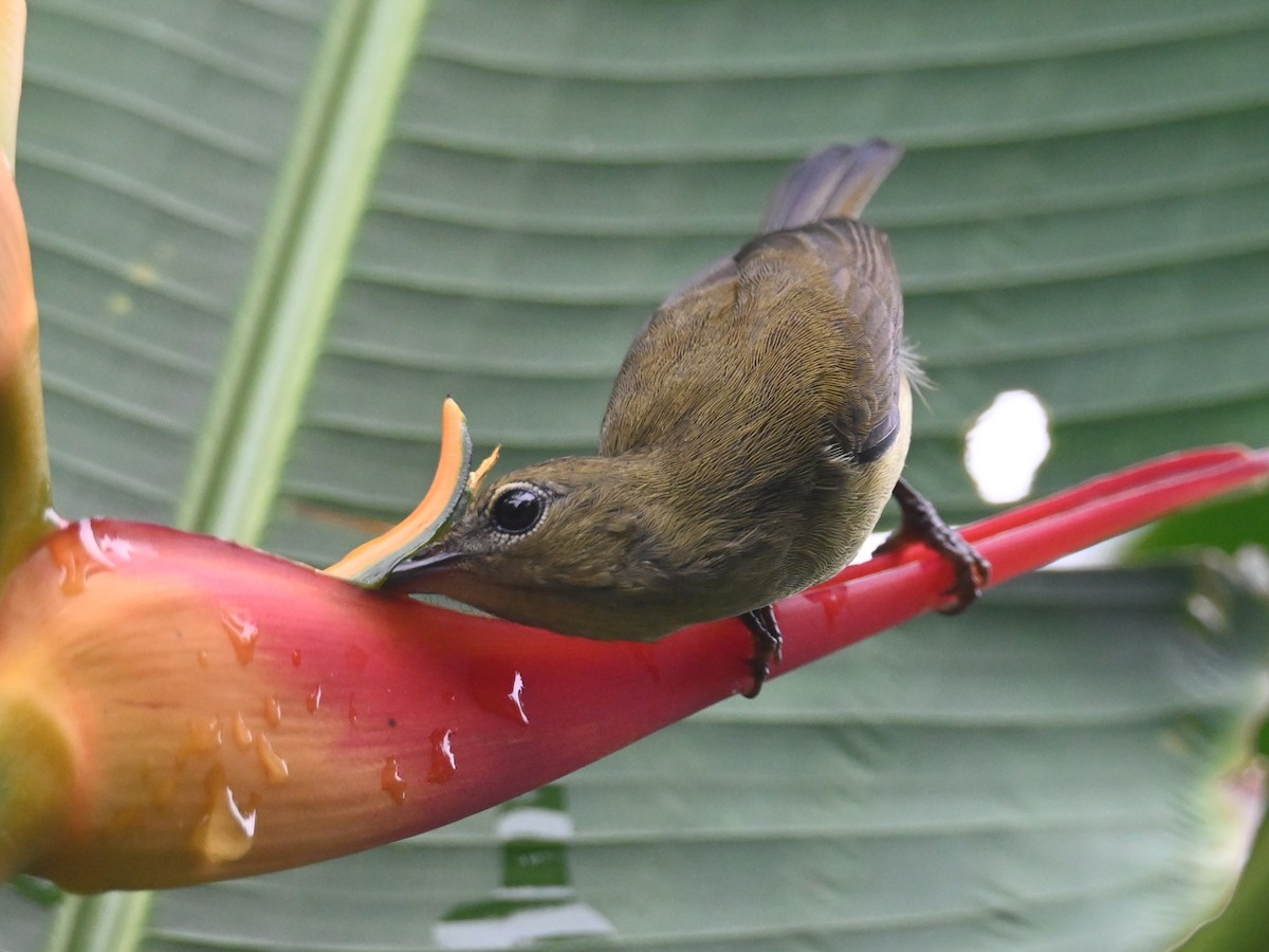 Souimanga orné - ML645643438