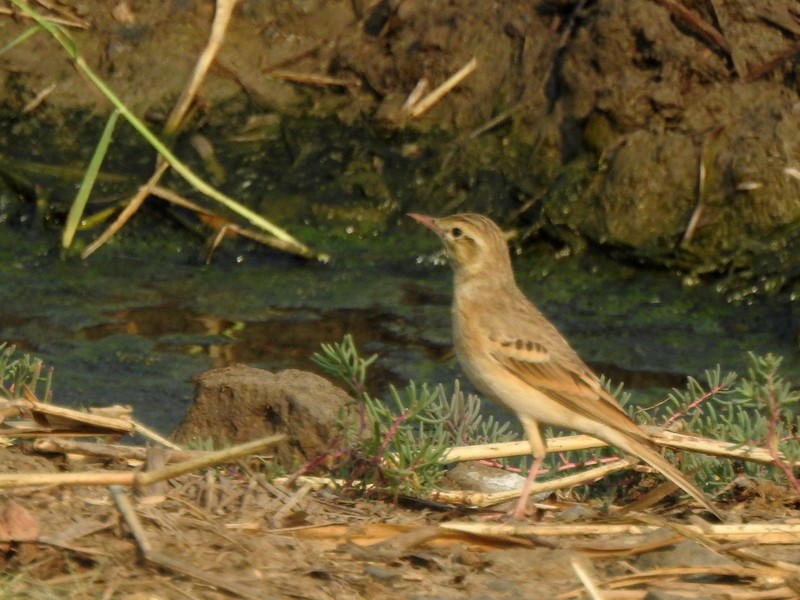 Pipit rousseline - ML645643439