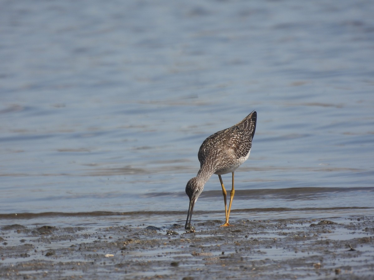 Grand Chevalier - ML645643440