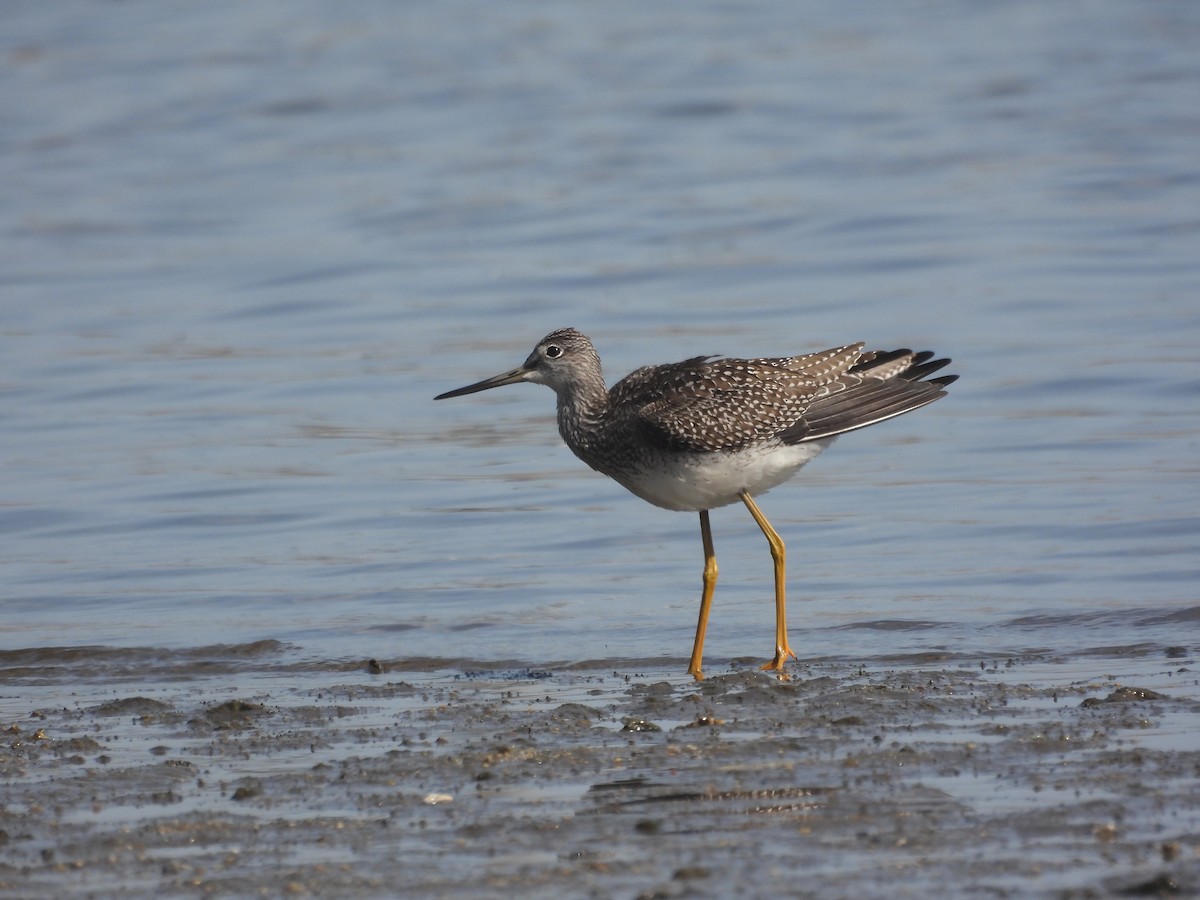 Grand Chevalier - ML645643441