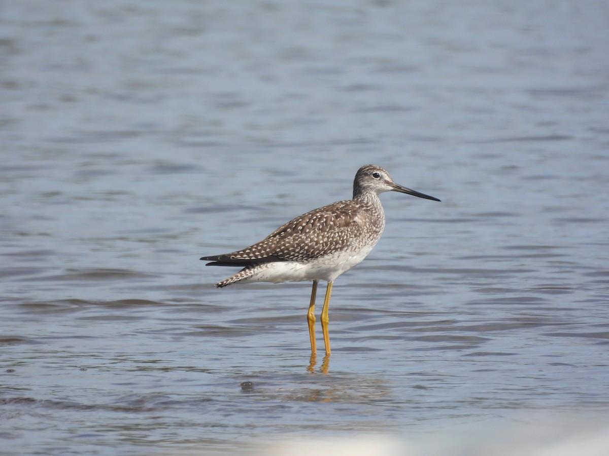 Grand Chevalier - ML645643442