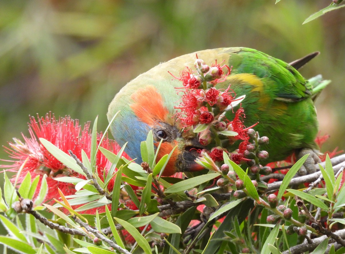 Лорікет-нектароїд червонолобий - ML645643444